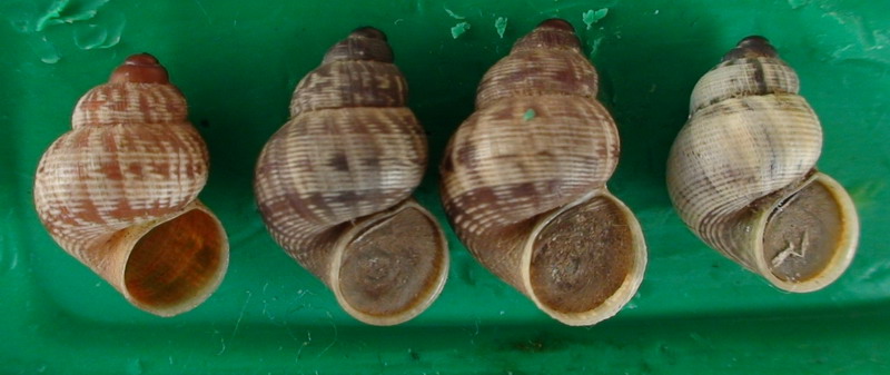 Pomatias elegans (Mller, 1774)